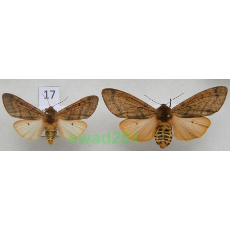 Teracotona clara rubiginea (de Toulgoët, 1977) pair Etiopia17 RARE!!!